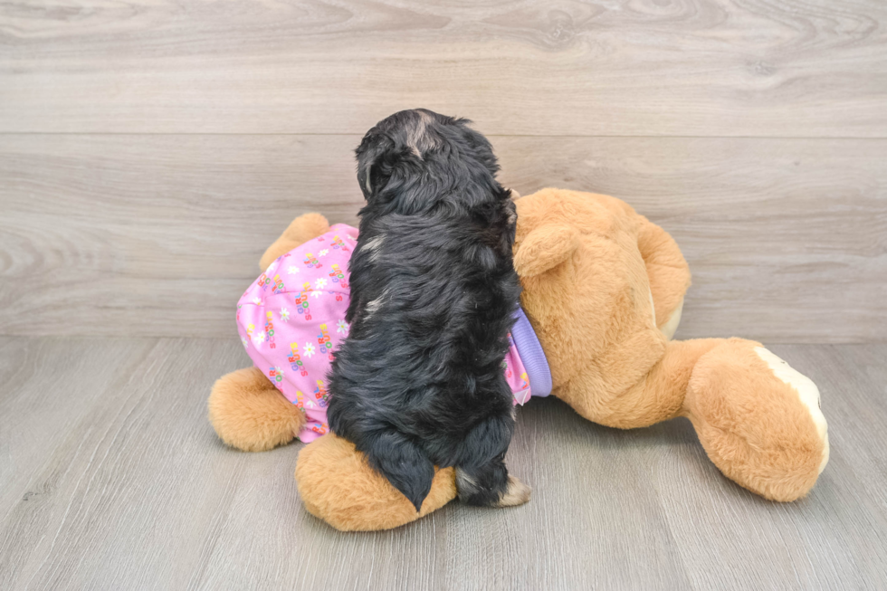Sweet Yorkie Poo Baby
