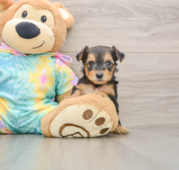8 week old Yorkie Poo Puppy For Sale - Windy City Pups