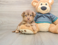 9 week old Yorkie Poo Puppy For Sale - Windy City Pups