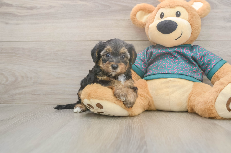 5 week old Yorkie Poo Puppy For Sale - Windy City Pups