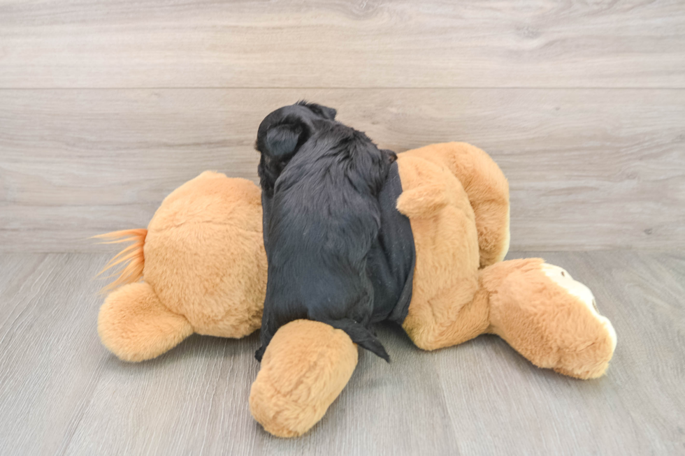 Yorkie Poo Pup Being Cute