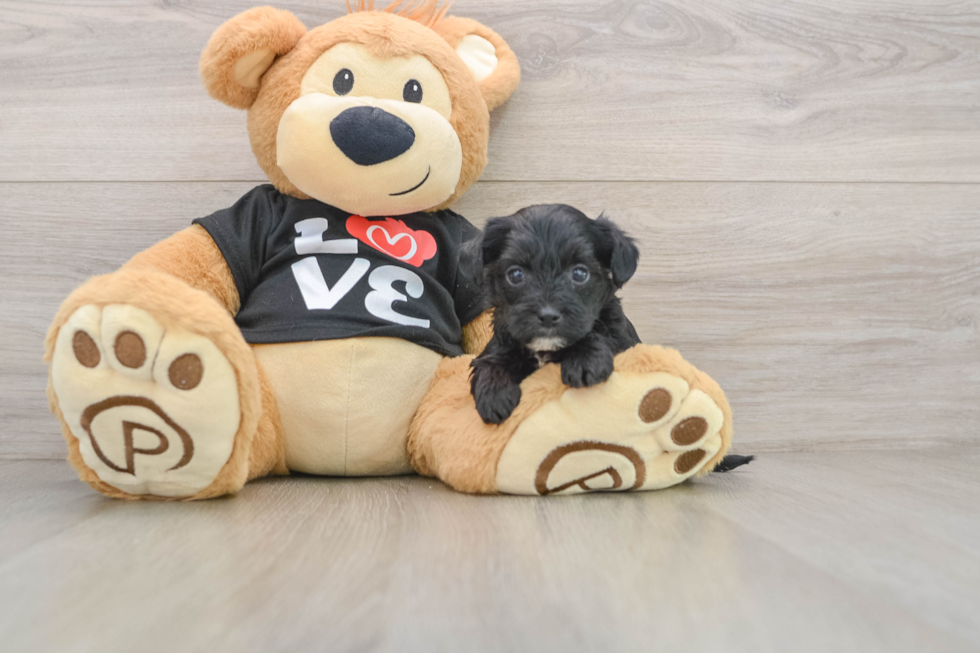 Best Yorkie Poo Baby