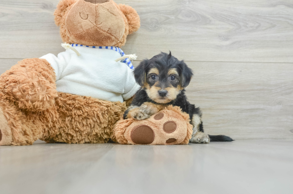 6 week old Yorkie Poo Puppy For Sale - Windy City Pups