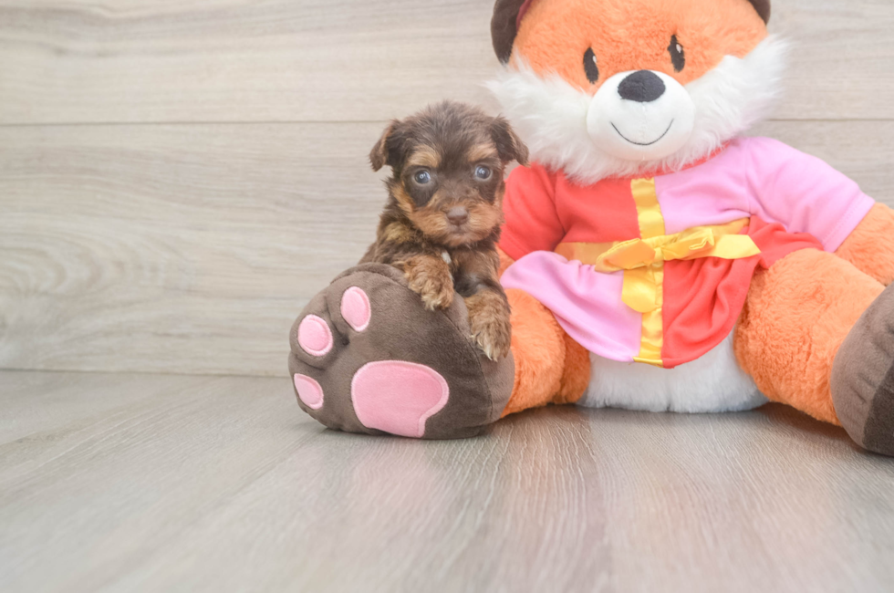 8 week old Yorkie Poo Puppy For Sale - Windy City Pups