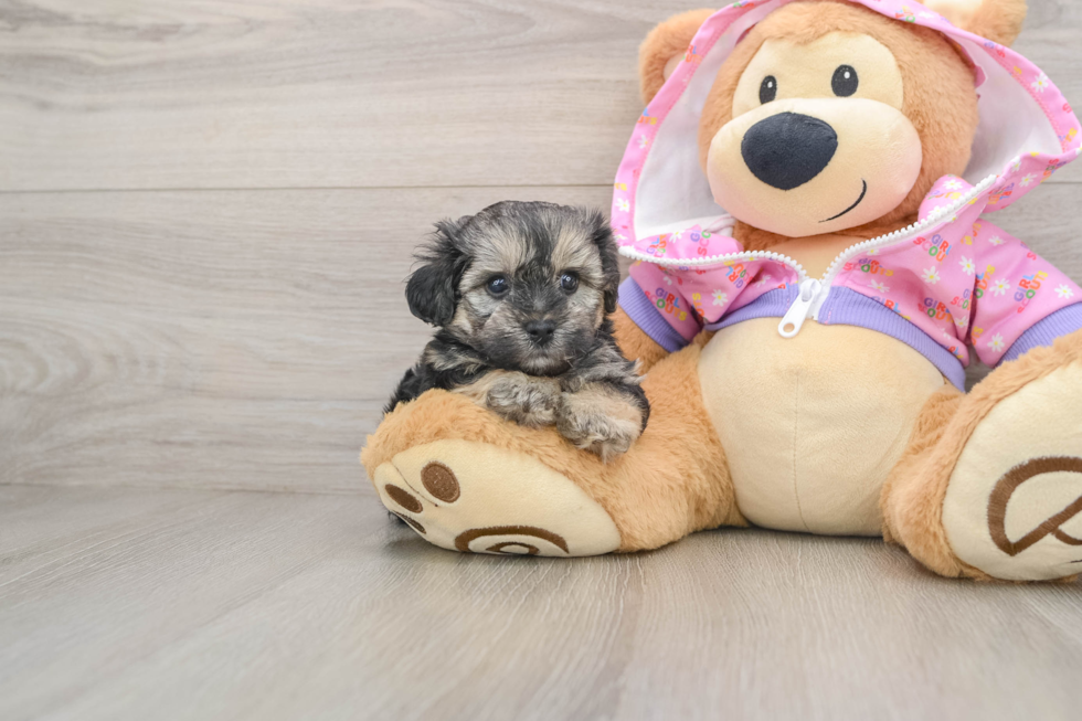 Little Yorkie Poodle Mix Poodle Mix Puppy
