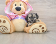 8 week old Yorkie Poo Puppy For Sale - Windy City Pups