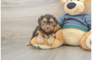 Yorkie Poo Pup Being Cute