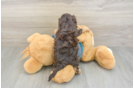 Best Yorkie Poo Baby