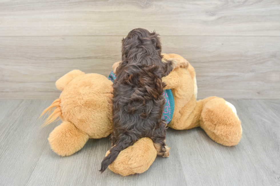Best Yorkie Poo Baby