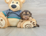 7 week old Yorkie Poo Puppy For Sale - Windy City Pups