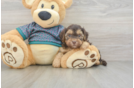 Yorkie Poo Puppy for Adoption