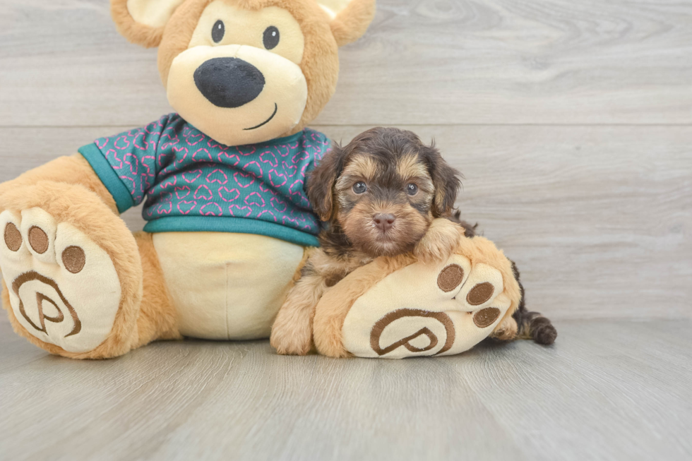 Yorkie Poo Puppy for Adoption