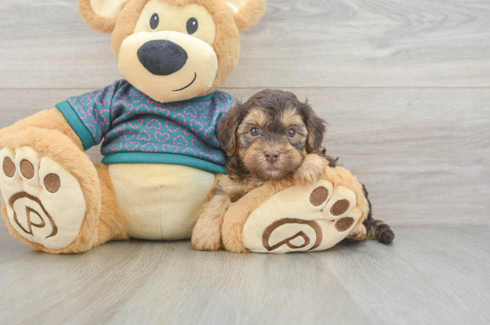 5 week old Yorkie Poo Puppy For Sale - Windy City Pups