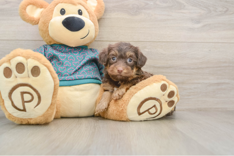 Yorkie Poo Pup Being Cute