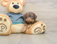 5 week old Yorkie Poo Puppy For Sale - Windy City Pups