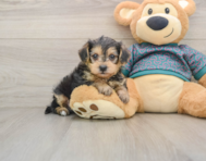 7 week old Yorkie Poo Puppy For Sale - Windy City Pups