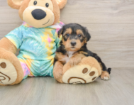 7 week old Yorkie Poo Puppy For Sale - Windy City Pups