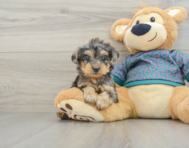 6 week old Yorkie Poo Puppy For Sale - Windy City Pups