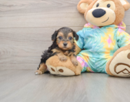 8 week old Yorkie Poo Puppy For Sale - Windy City Pups