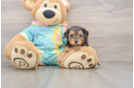Petite Yorkie Poo Poodle Mix Pup