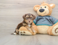 5 week old Yorkie Poo Puppy For Sale - Windy City Pups