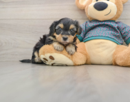 7 week old Yorkie Poo Puppy For Sale - Windy City Pups