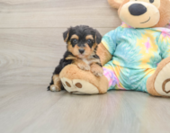 7 week old Yorkie Poo Puppy For Sale - Windy City Pups