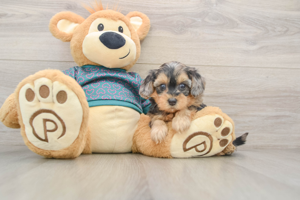 Little Yorkie Poodle Mix Poodle Mix Puppy