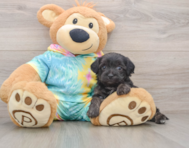 8 week old Yorkie Poo Puppy For Sale - Windy City Pups