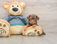 6 week old Yorkie Poo Puppy For Sale - Windy City Pups