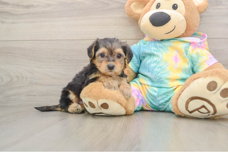 Energetic Yorkipoo Poodle Mix Puppy