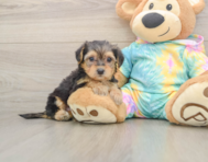 8 week old Yorkie Poo Puppy For Sale - Windy City Pups