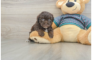 Smart Yorkie Poo Poodle Mix Pup