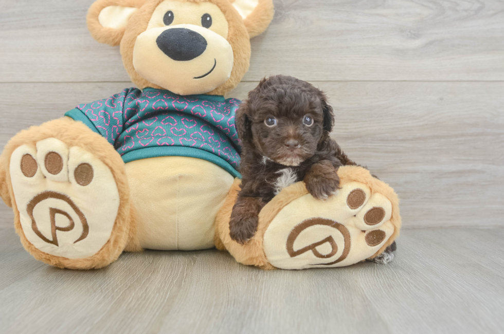 5 week old Yorkie Poo Puppy For Sale - Windy City Pups