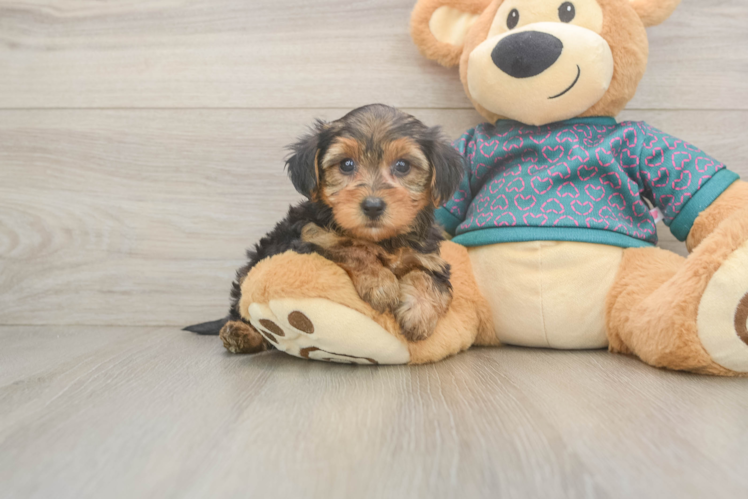 Little Yorkie Poodle Mix Poodle Mix Puppy