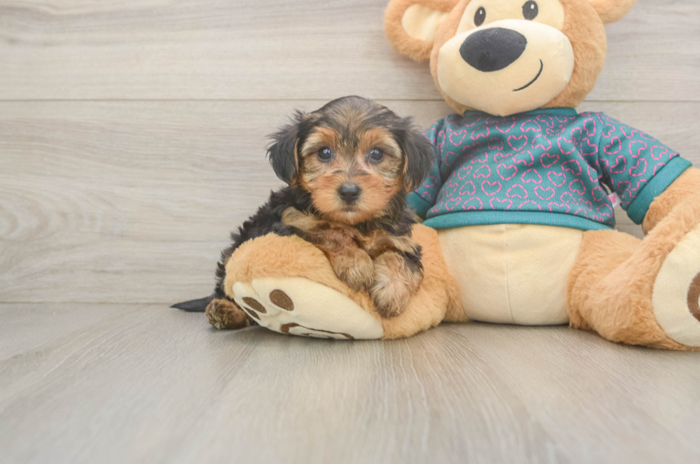 6 week old Yorkie Poo Puppy For Sale - Windy City Pups