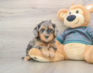 8 week old Yorkie Poo Puppy For Sale - Windy City Pups