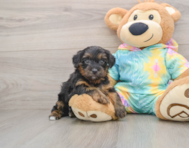 8 week old Yorkie Poo Puppy For Sale - Windy City Pups