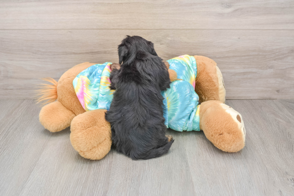 Yorkie Poo Puppy for Adoption