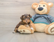 7 week old Yorkie Poo Puppy For Sale - Windy City Pups