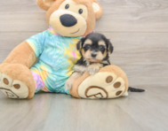 8 week old Yorkie Poo Puppy For Sale - Windy City Pups