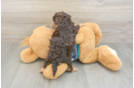 Energetic Yorkipoo Poodle Mix Puppy