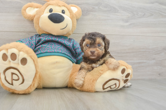 Yorkie Poo Pup Being Cute
