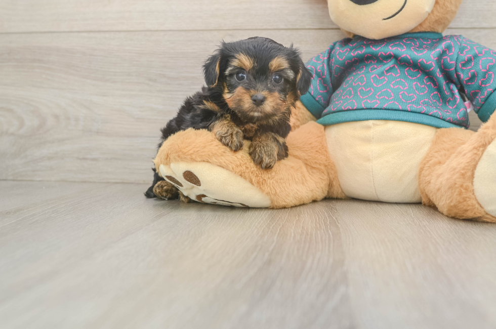 6 week old Yorkie Poo Puppy For Sale - Windy City Pups