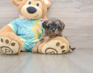 8 week old Yorkie Poo Puppy For Sale - Windy City Pups