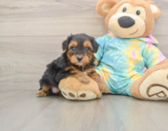 9 week old Yorkie Poo Puppy For Sale - Windy City Pups