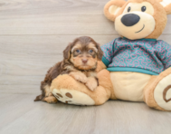 6 week old Yorkie Poo Puppy For Sale - Windy City Pups