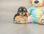 7 week old Yorkie Poo Puppy For Sale - Windy City Pups