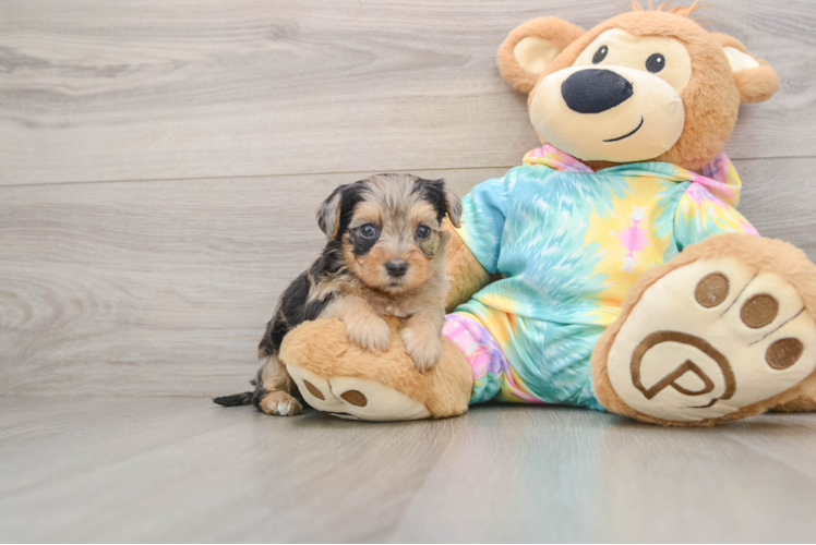 Best Yorkie Poo Baby