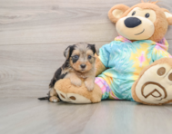 8 week old Yorkie Poo Puppy For Sale - Windy City Pups